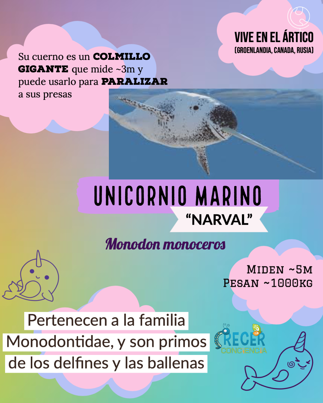 Monodon monoceros